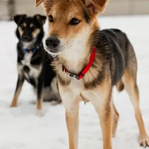 Жучок ждет свою семью (В дар)