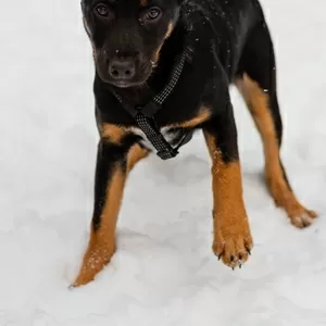 Шоколапке нужна семья (в дар)