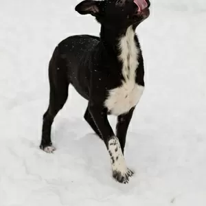 Крошечке очень нужен дом (в дар)