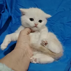 Шотландские котята в резерв.