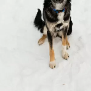 Умнейшая Козявочка ждет свою семью (В дар)