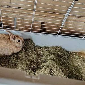 Кролик в дар.декоративный.