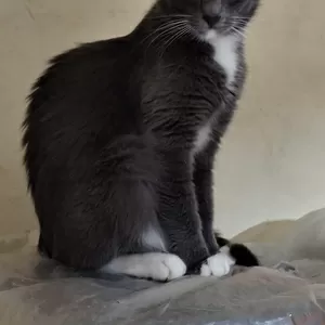 Ласковая Эльфи в дар