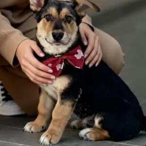 Щенки бесплатно.в добрые ручки.