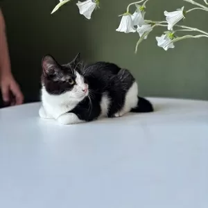 Котенок Лара в дар! Ищет дом 