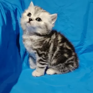 Котята породистые.шотландские
