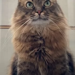 ТРЕХЛАПЫЙ КОТИК ТАЙСОН ИЩЕТ ПЕРЕДЕРЖКУ ИЛИ ДОМ! СРОЧНО!