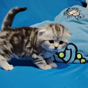 Котята мраморята, шотландские.