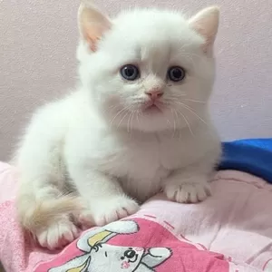 Породистые котята., шотландские.