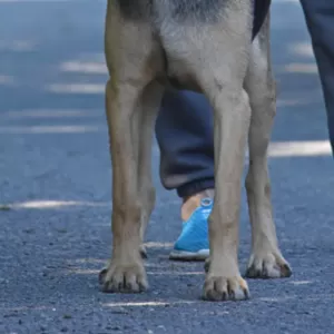 Рей и Джесс ищут дома,  собака в дар!