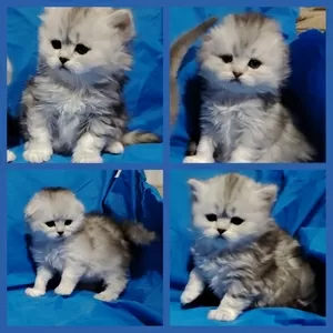 Котята шиншиллята, шотландские.