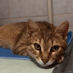 Другалёк бесплатно. Здоровый 1, 5 года. Любит обниматься