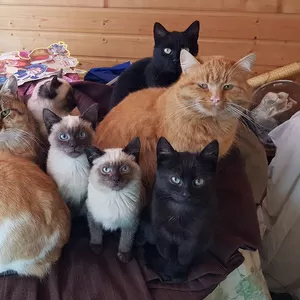 Котики очень срочно ищут дом