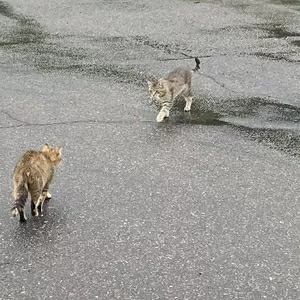 Коты на заправке! Срочно нужна помощь котам! Сос!