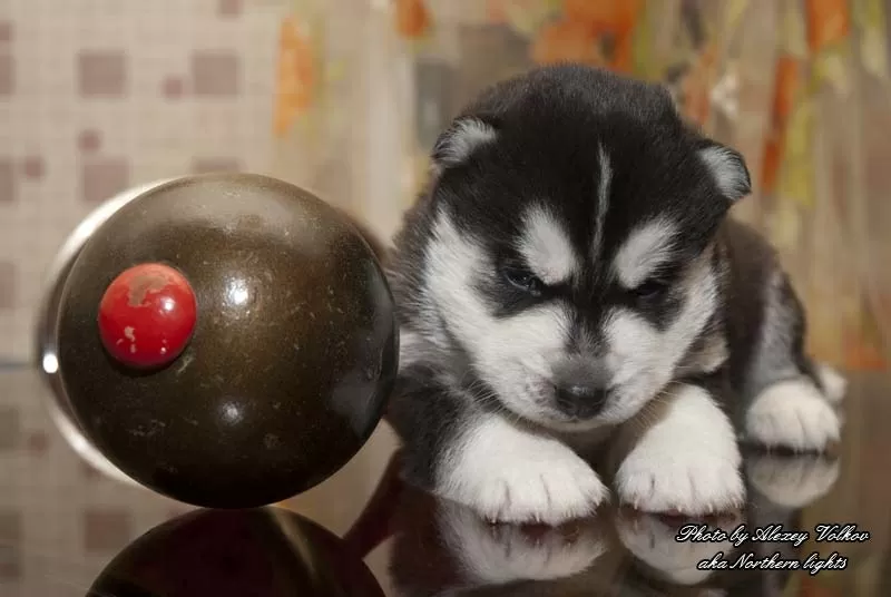 Щенки сибирский хаски в Минске!