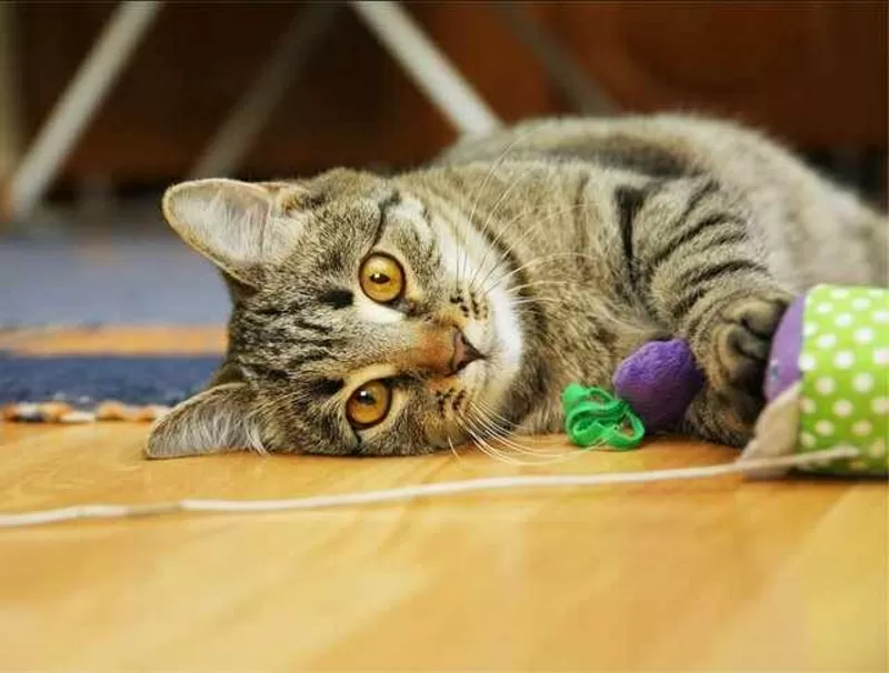 Котенок Тина 4, 5 месяца в дар