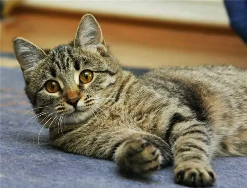 Котенок Тина 4, 5 месяца в дар 2