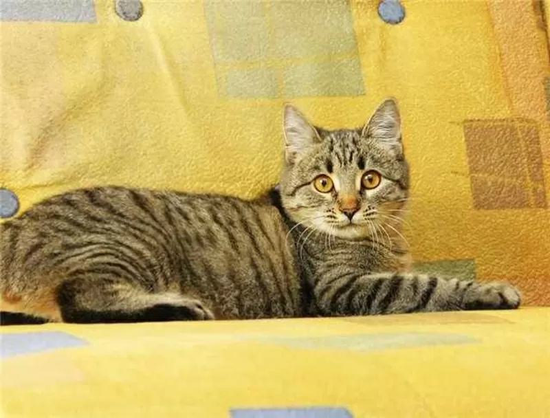 Котенок Тина 4, 5 месяца в дар 3