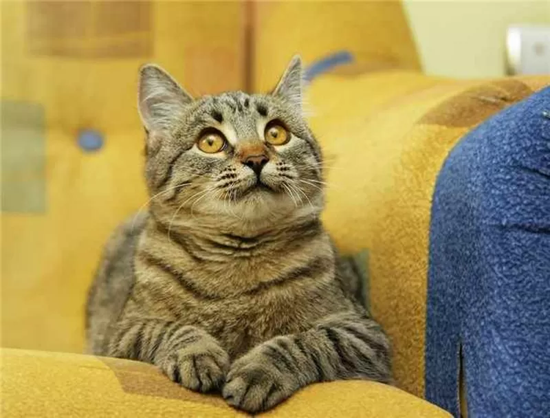 Котенок Тина 4, 5 месяца в дар 4