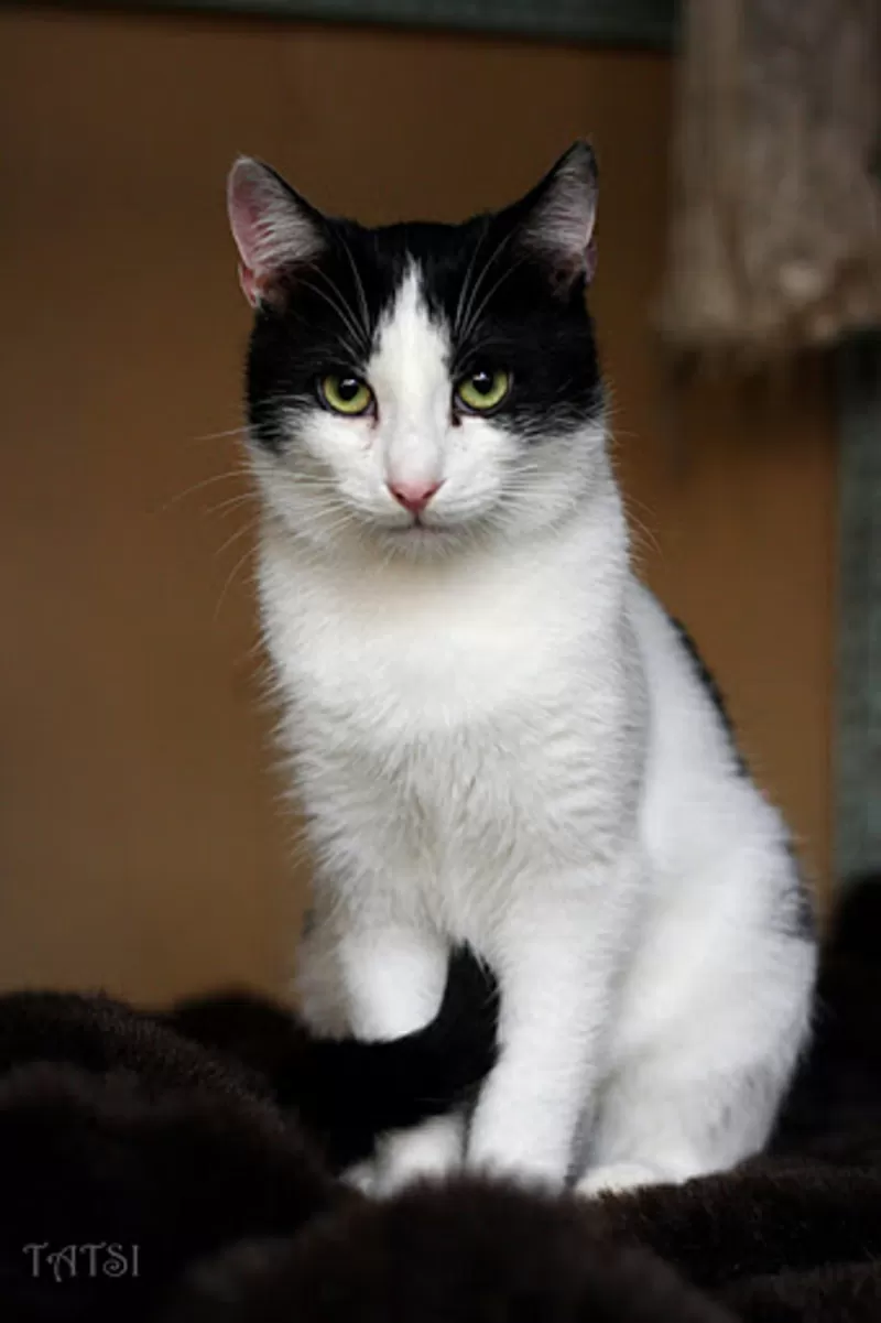 Молодой черно-белый кот (9 мес.) в дар 2
