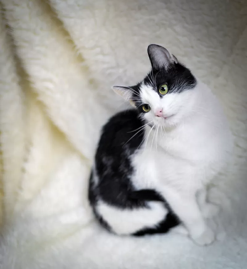 Молодой черно-белый кот (9 мес.) в дар 6