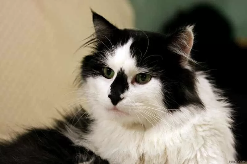 Максимка - котик мечта,  в хорошие руки. 