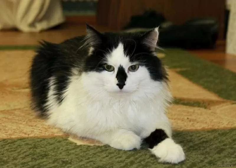 Максимка - котик мечта,  в хорошие руки.  3
