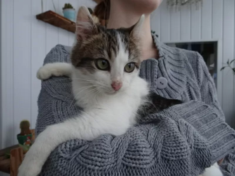 Котенок Элик  в дар! 2