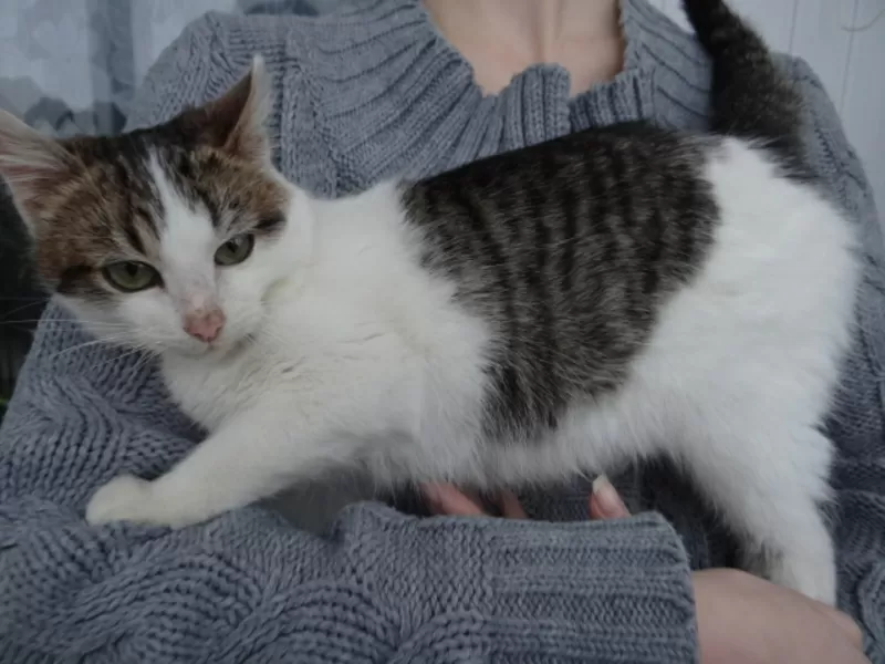 Котенок Элик  в дар! 3