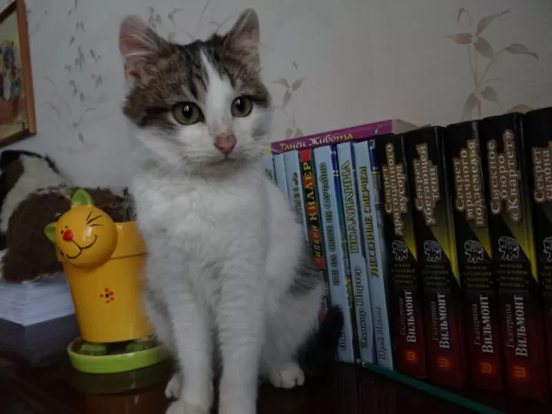 Котенок Элик  в дар! 4