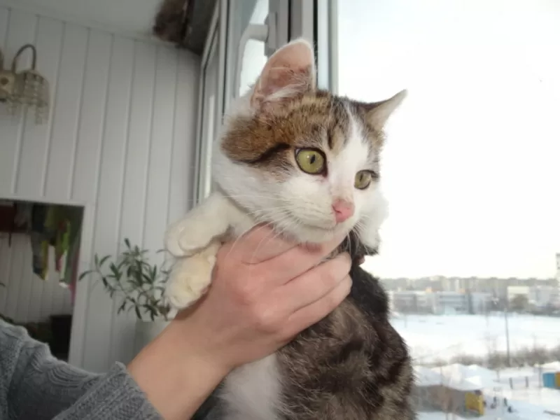 Котенок Элик  в дар! 5