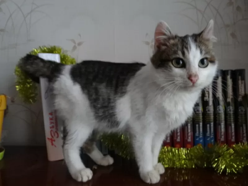 Котенок Элик  в дар!