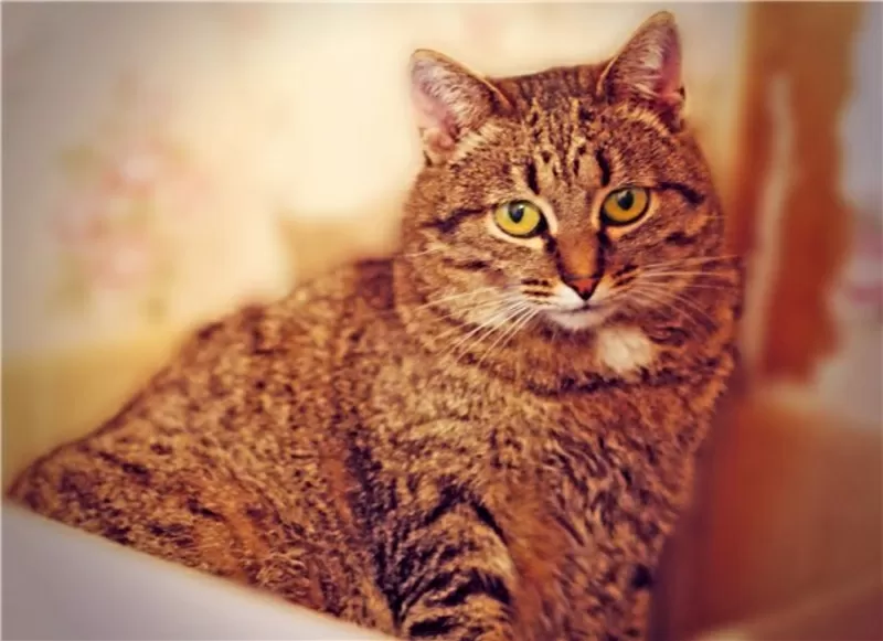 Самая мягкая и уютная кошка Бася в дар!