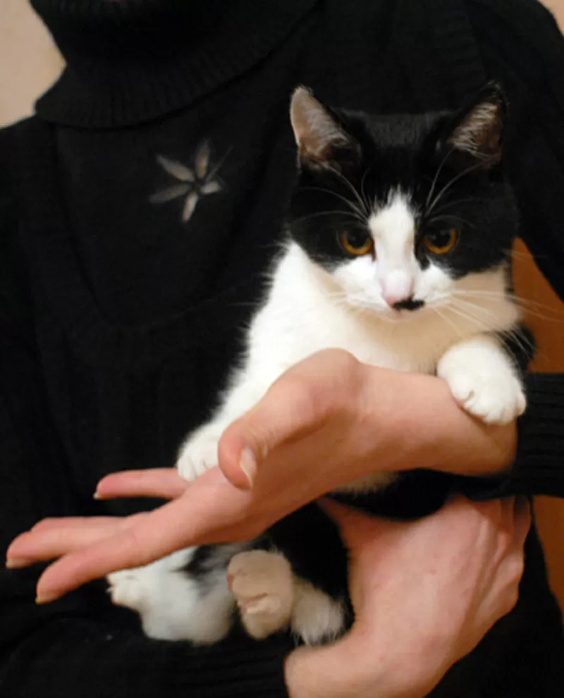 Марфуша - кошка с янтарно-медовыми глазами,  в добрые руки в дар. 4