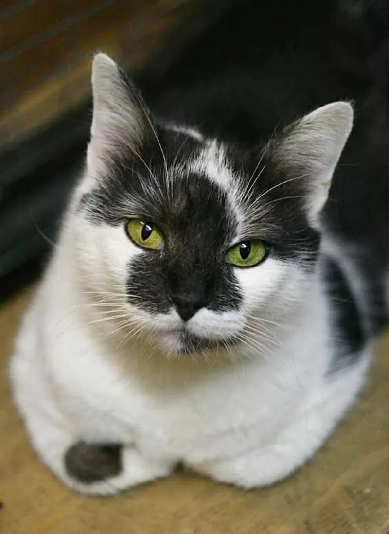 Долорес - зеленоглазая кошка в добрые руки в дар.  2
