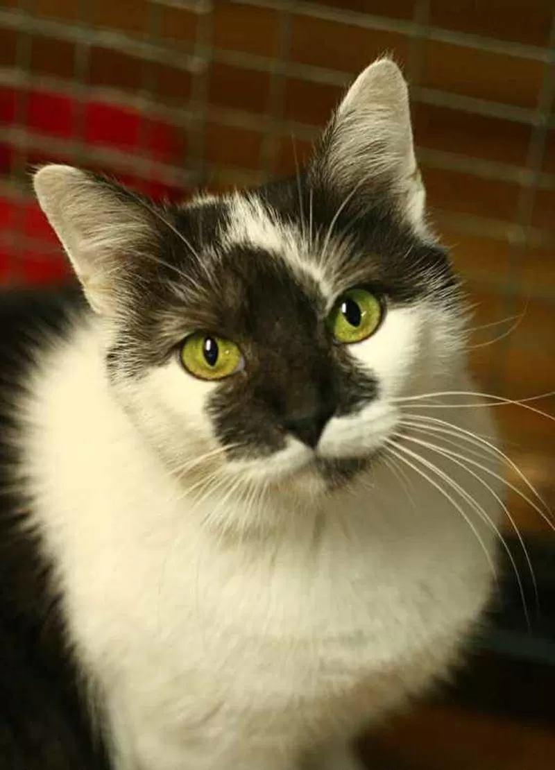Долорес - зеленоглазая кошка в добрые руки в дар.  3