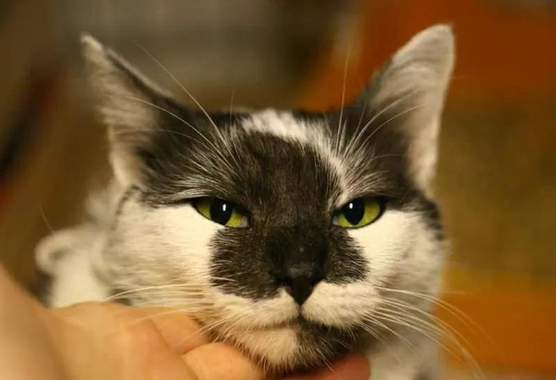 Долорес - зеленоглазая кошка в добрые руки в дар.  5
