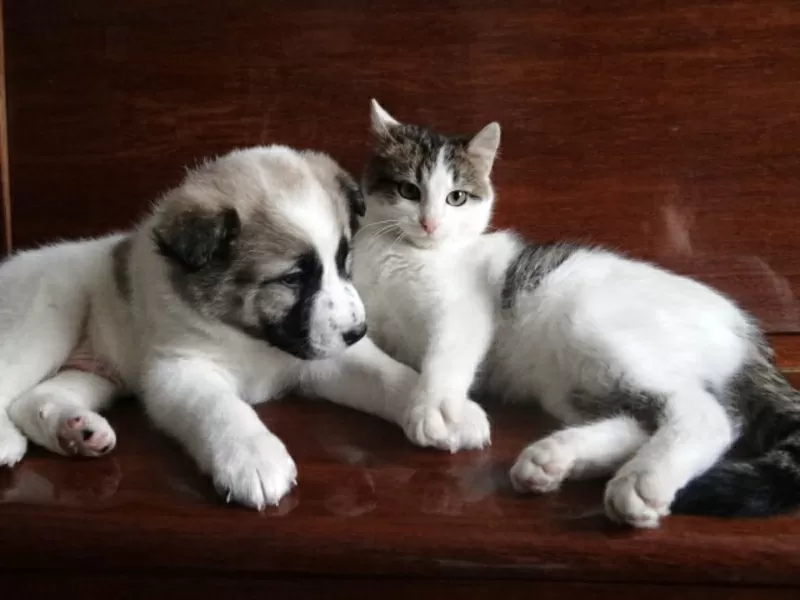 Котенок Элик  в дар! 6