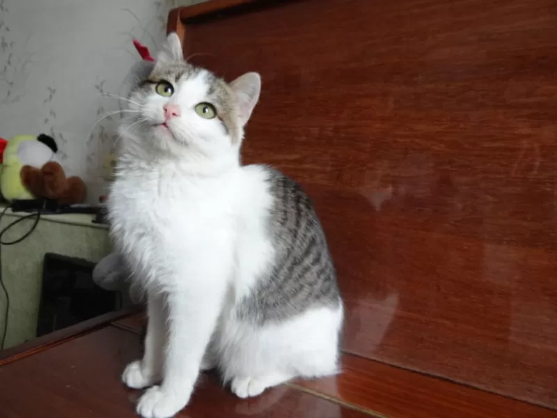 Котенок Элик  в дар! 7