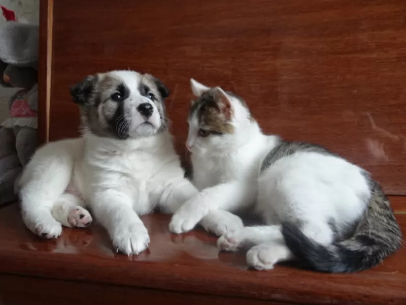 Котенок Элик  в дар! 8