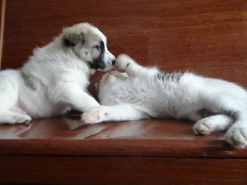 Котенок Элик  в дар! 9