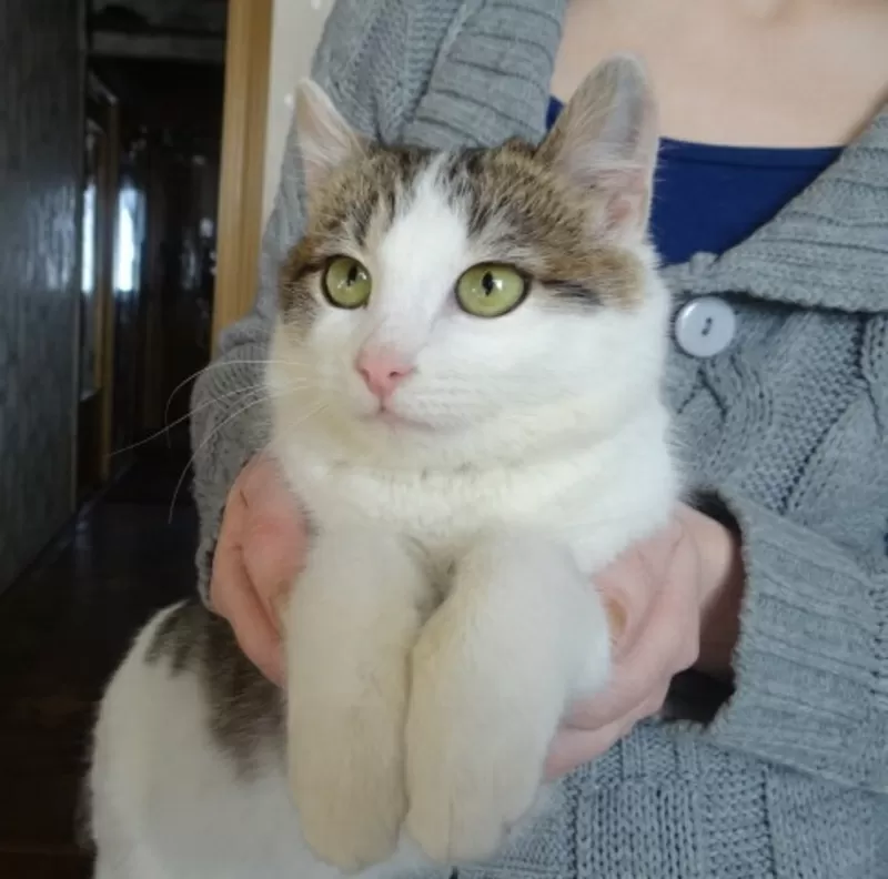Котенок Элик  в дар! 10
