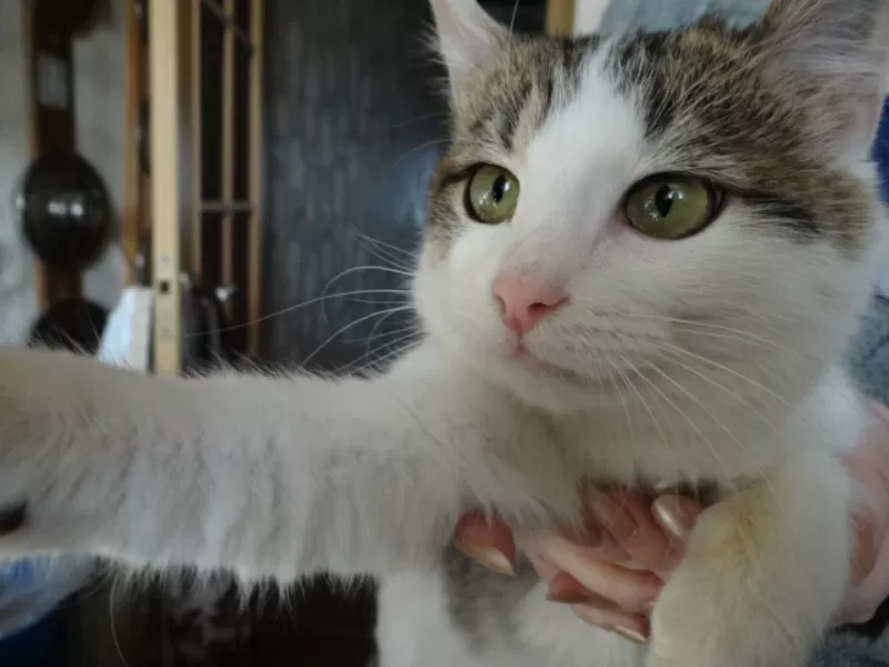 Котенок Элик  в дар! 11