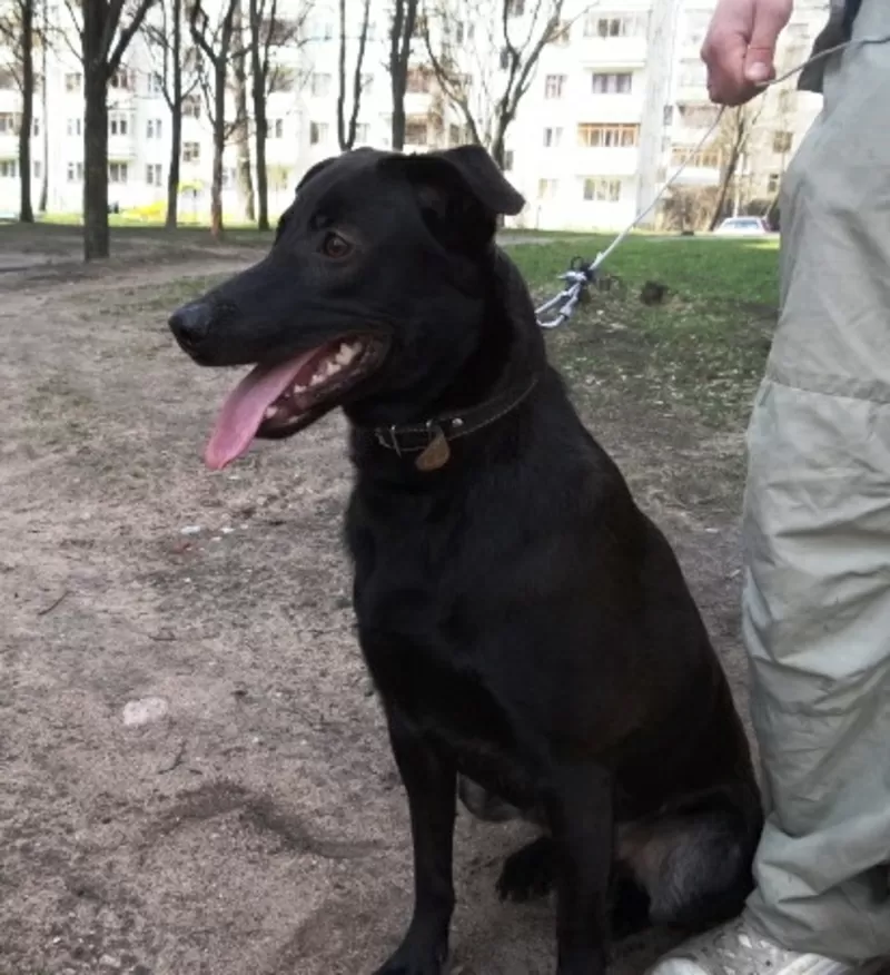 Аладдин  в дар!