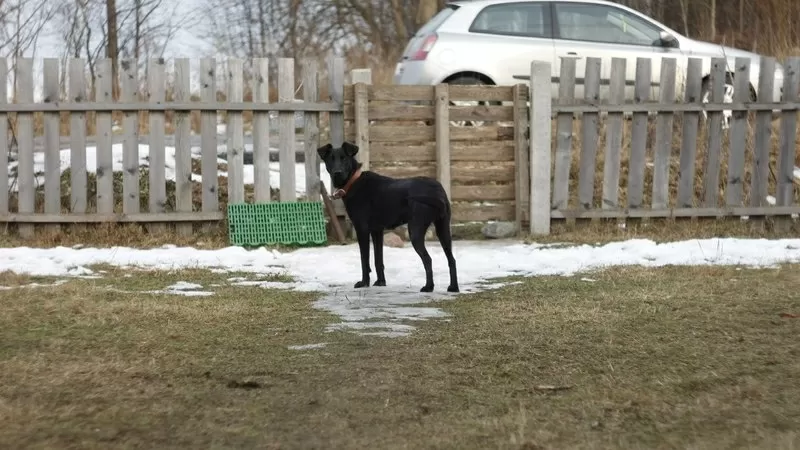 Айра ищет дом и семью! 2