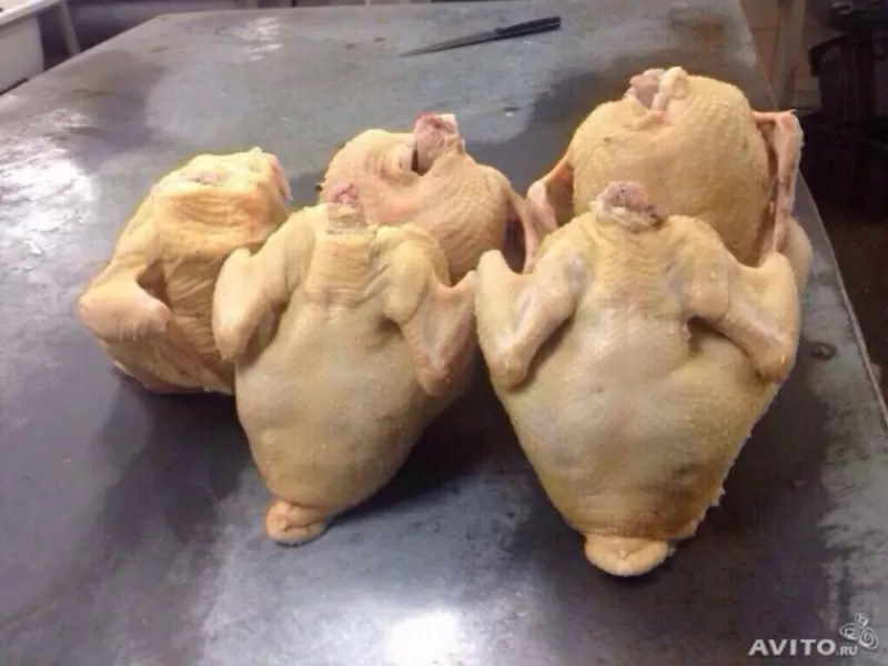 Продам домашнее мясо кур