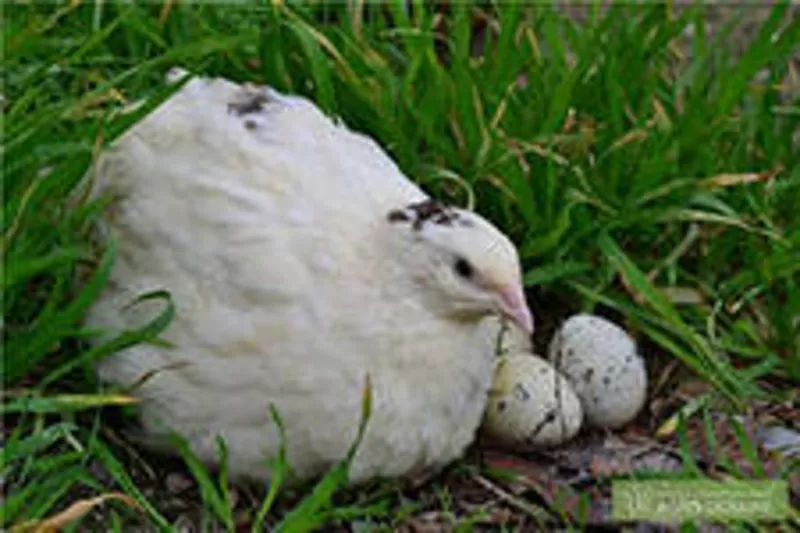 Инкубационное яйцо техасского перепела 3