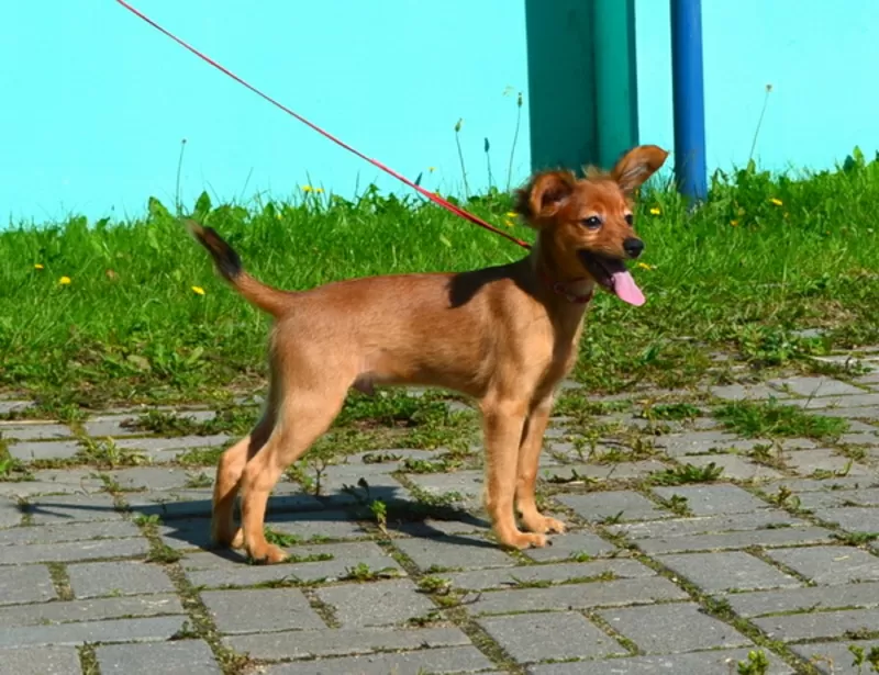 Продам не дорого щенка длинношерстного русского тоя (той терьер) 2