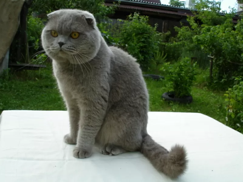 вязка.КОТ-Шотландский Вислоухий-лиловый-приглашает кошек на свидание. 2