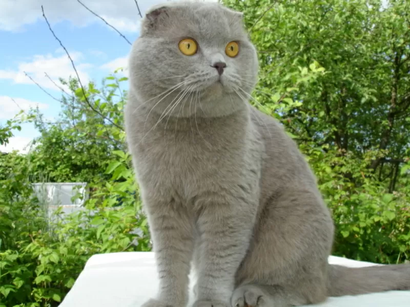 вязка.КОТ-Шотландский Вислоухий-лиловый-приглашает кошек на свидание. 3